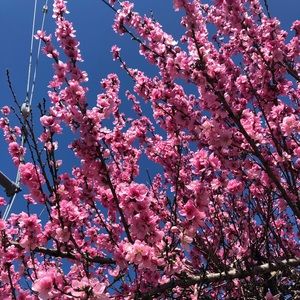 Meet your Posher, Marisol